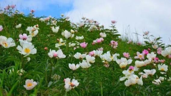 烏拉蓋芍藥花開花時(shí)間