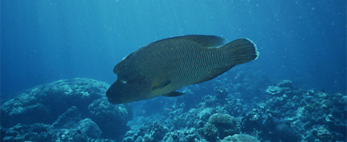 海魚(yú)為什么不是咸的（海魚(yú)為啥不咸）