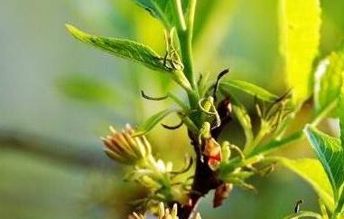 杜仲雄花茶的作用與功效（杜仲雄花的作用與功效）