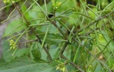 野油菜的功效与作用 野油菜的功效与作用图片