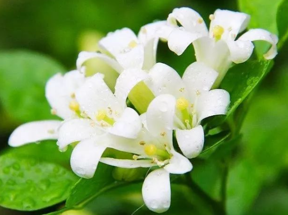 夜来香花香有毒吗，如何进行栽培（夜来香花有毒吗?）