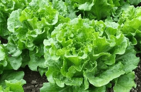 10月可以种植哪些蔬菜，应该注意些什么