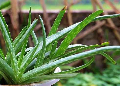 芦荟干尖怎么处理，芦荟种植方法技巧总结