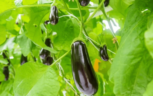 春季茄子种植管理要点，茄子生长需要什么条件