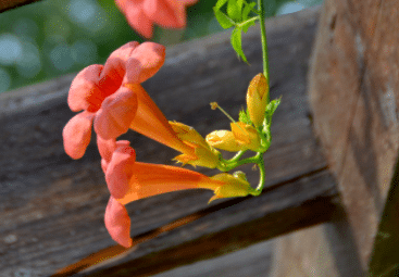 凌霄花的種植方法是什么，如何養(yǎng)殖生長旺盛