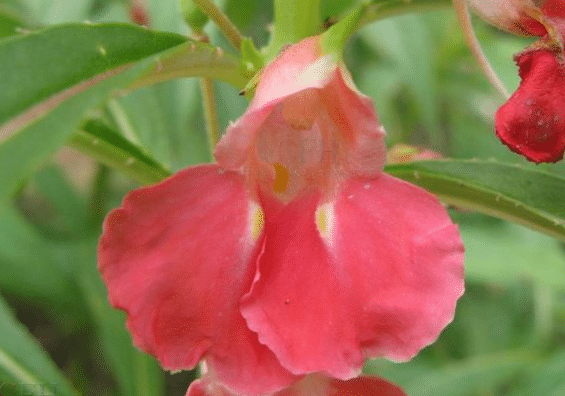 鳳仙花怕太陽曬嗎，養(yǎng)護時應該注意些什么