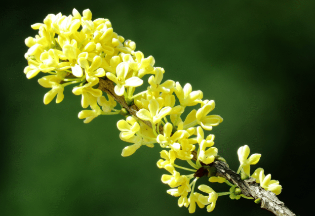 桂花養(yǎng)在室內(nèi)有什么禁忌，室內(nèi)養(yǎng)殖桂花需要注意什么