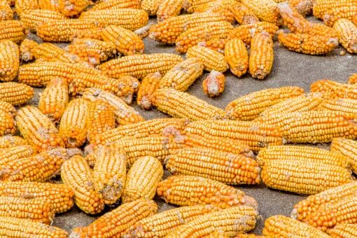 2021年9月份玉米多少钱一斤 2021年九月玉米价格是多少