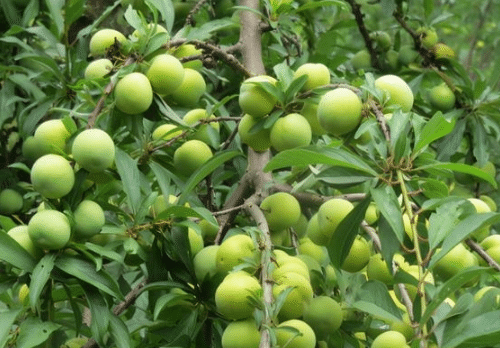 清明節(jié)期間如何做好果園倒春寒現(xiàn)象，果樹(shù)種植方法技巧總結(jié)