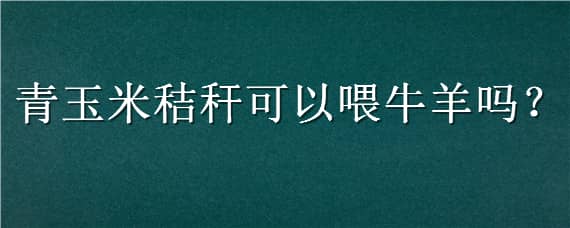 青玉米秸秆可以喂牛羊吗（玉米秸秆饲料喂牛羊）