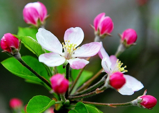 蘋果樹花期管理要點，蘋果樹怎么種植好