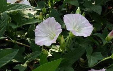 打碗花怎樣食用（打碗花怎么吃）