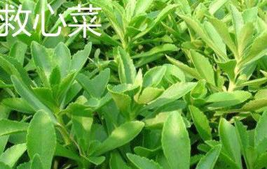 救心菜和養(yǎng)心菜的區(qū)別（救心菜和養(yǎng)心菜的區(qū)別在哪）