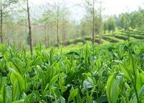 茶葉的功效與作用及禁忌 桂花茶葉的功效與作用及禁忌