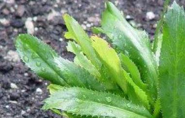 大芫荽和香菜的區(qū)別 芫荽和香菜的區(qū)別香菜為什么叫芫荽