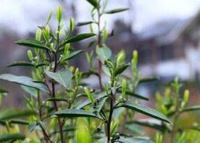 雨花茶属于什么茶 雨花属于什么茶类