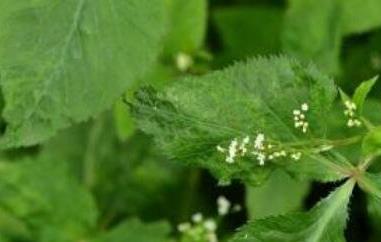 鴨兒芹怎么吃（鴨兒芹吃法）