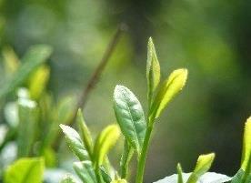 夏季喝绿茶的好处 夏季喝绿茶的好处和坏处