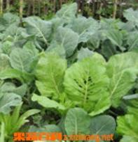 怎么挑選橄欖菜（怎么挑選橄欖菜好吃）