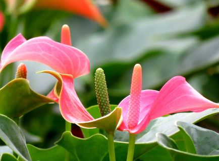 粉掌的種植方法，粉掌養(yǎng)殖需要注意什么