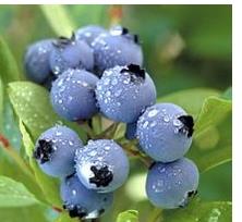 蓝莓图片和资料介绍 蓝莓的资料介绍
