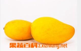 吃芒果有什么好處和壞處 經(jīng)常吃芒果有什么好處和壞處