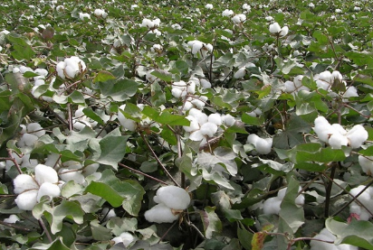 棉花種植技術(shù)，棉花如何高產(chǎn)管理 棉花高產(chǎn)栽培技術(shù)