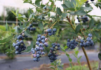 藍(lán)莓苗要怎么種植和養(yǎng)護(hù)，藍(lán)莓種植技巧