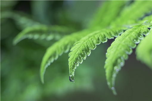 圆叶茅膏菜好养吗 圆叶茅膏菜怎么养