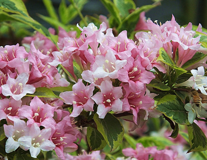 錦帶花的繁殖方法，錦帶花好養(yǎng)嗎，怎么養(yǎng)殖