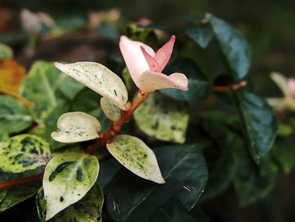 花葉絡(luò)石怎么扦插，花葉絡(luò)石繁殖方法有哪些