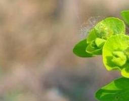 猫眼草的功效与作用及药用价值 猫眼草的功效与作用及药用价值图片