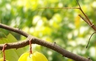 吃楊桃的害處（吃楊桃的害處和好處）