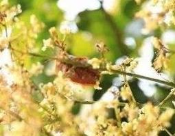 鳳蜜花的功效和作用 花蜜作用與功效