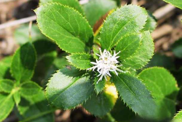 蒼術(shù)的繁殖方法，蒼術(shù)怎么種植 蒼術(shù)種植技術(shù)和栽培技術(shù)