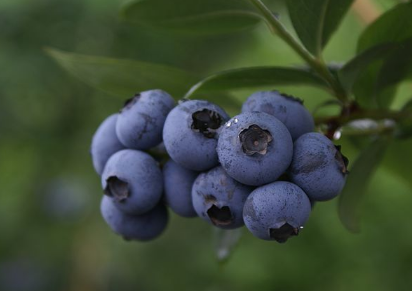 藍(lán)莓怎樣種植好，藍(lán)莓怎么施肥修剪好