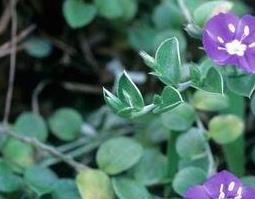 银花草药材有什么功效和药用价值（银花草药材有什么功效和药用价值与作用）