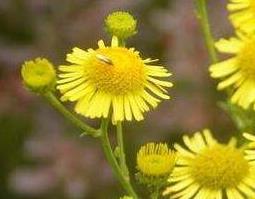 旋覆花与蜜旋覆花的区别（蜜旋覆花和旋覆花功效区别）