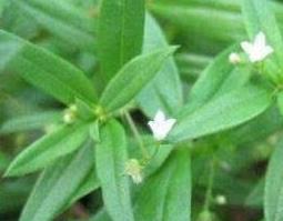 白花蛇舌草的功效与作用及药用价值（白花蛇舌草的功效与作用及药用价值）