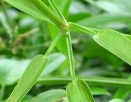 茜草加红花的功效与作用 茜草加红花的功效与作用