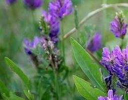 黄芪叶子和花的功效与作用（黄芪叶子和花的功效与作用一样吗）