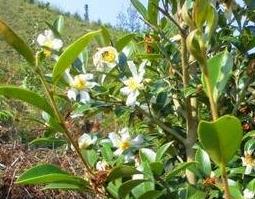 野生油茶葉的功效與作用