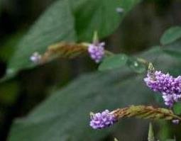 山花生的功效与作用及药用价值 山花生的功效与作用及药用价值图片