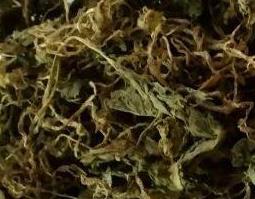 青天葵的功效与作用及药用价值 青天葵的功效与作用及药用价值