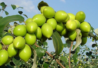 青棗高效種植技術(shù)講解，青棗怎么種植好