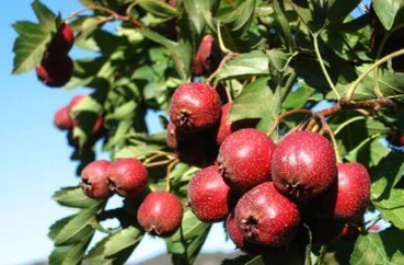 山楂樹盛果期修剪技術(shù)，山楂樹怎么種植好