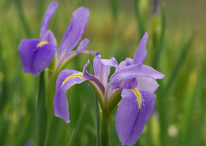 鳶尾栽培管理技術，鳶尾好養(yǎng)嗎，怎么養(yǎng)能開花