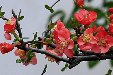 海棠花的種植方法，海棠種植時需要注意什么嗎