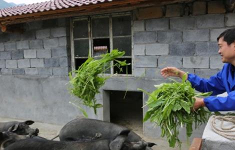 豬飼料配制 常見5大誤區(qū)