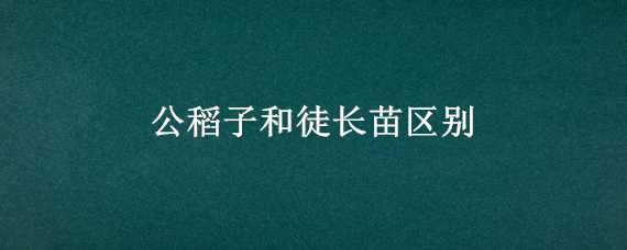 公稻子和徒长苗区别（稻子的幼苗）